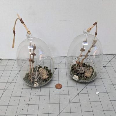 Air Plants 