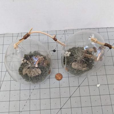 Air Plants 