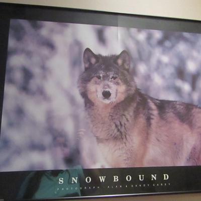 Framed Snowbound Wolf Art Print- Approx 32