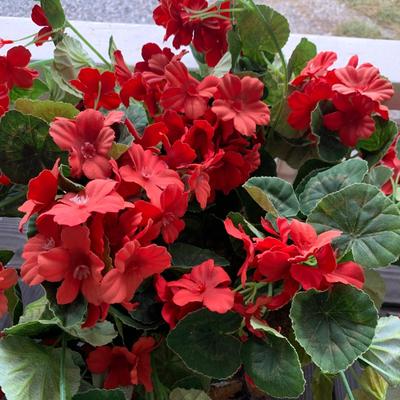 Faux Plant Collection (FP-HS)