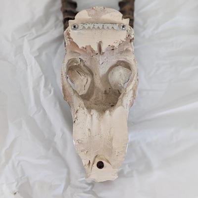 Blesbok Skull, Plaster enhanced