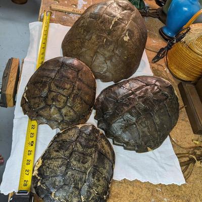 Variety of Authentic Tortoise Shells