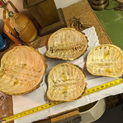 Variety of Authentic Tortoise Shells