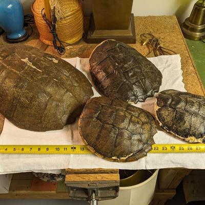 Variety of Authentic Tortoise Shells