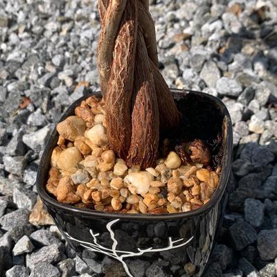 3.5 Ft. Tall Money Tree (FP-HS)