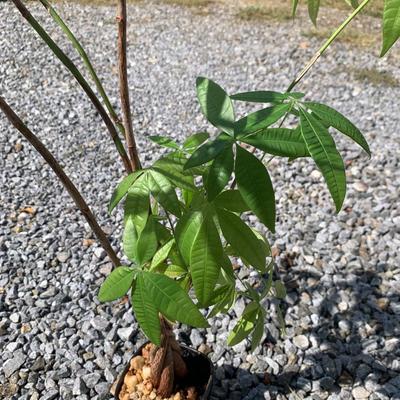 3.5 Ft. Tall Money Tree (FP-HS)