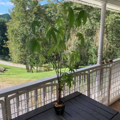 3.5 Ft. Tall Money Tree (FP-HS)
