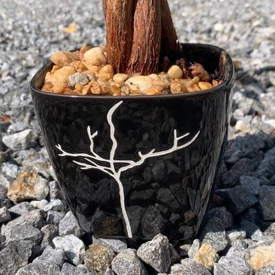 3.5 Ft. Tall Money Tree (FP-HS)