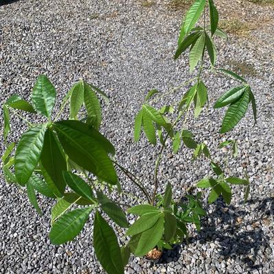 3.5 Ft. Tall Money Tree (FP-HS)