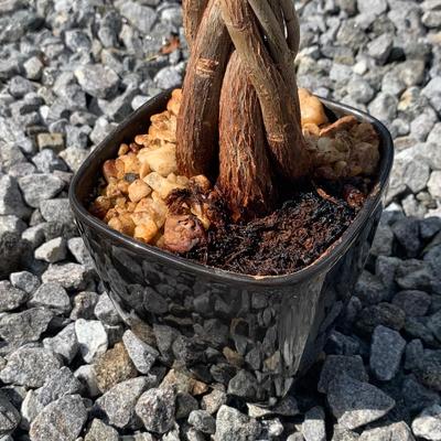 3.5 Ft. Tall Money Tree (FP-HS)