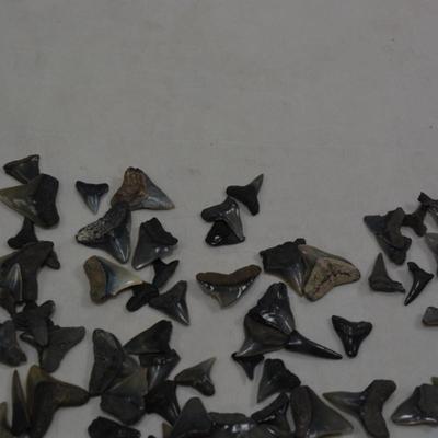 Lot of Sharks Teeth, 2 Ounces