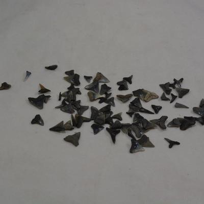 Lot of Sharks Teeth, 2 Ounces