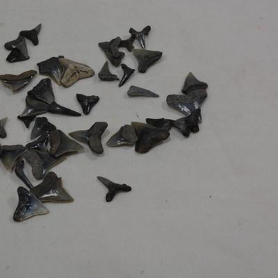 Lot of Sharks Teeth, 2 Ounces