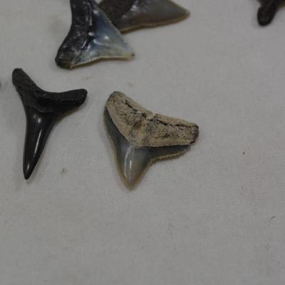 Lot of Sharks Teeth, 2 Ounces