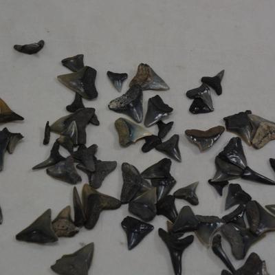 Lot of Sharks Teeth, 2 Ounces