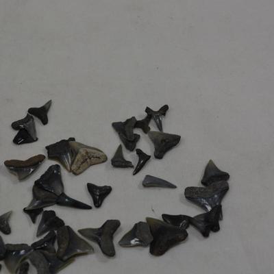 Lot of Sharks Teeth, 2 Ounces