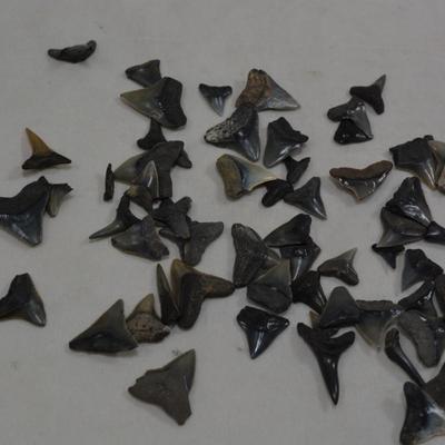 Lot of Sharks Teeth, 2 Ounces