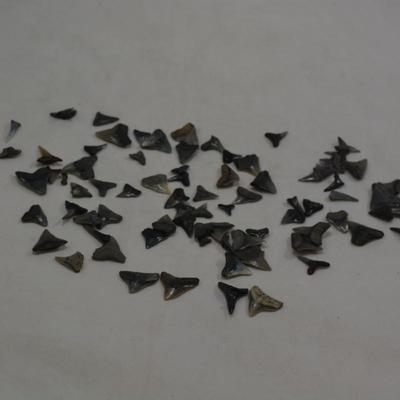 Lot of Sharks Teeth, 2 Ounces