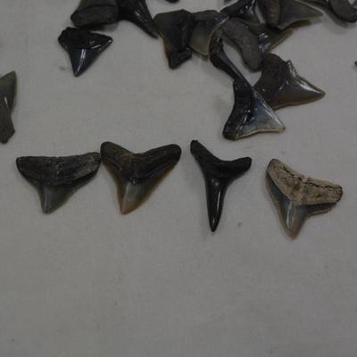 Lot of Sharks Teeth, 2 Ounces