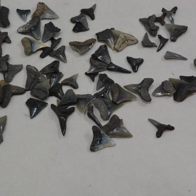 Lot of Sharks Teeth, 2 Ounces