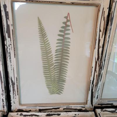 Collection of Framed Ferns (SR-DW)
