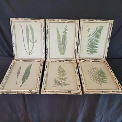 Collection of Framed Ferns (SR-DW)