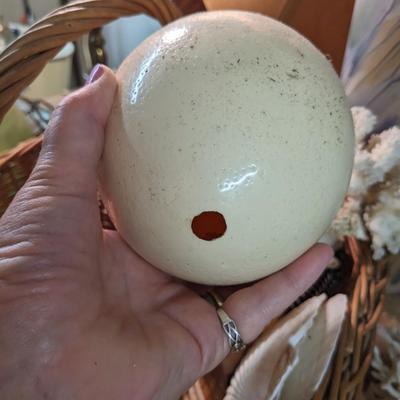 Great Collection of Rare, Intact Sea Shells