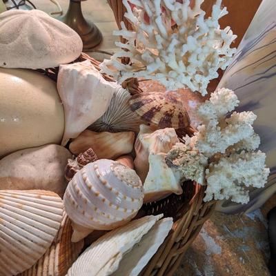 Great Collection of Rare, Intact Sea Shells