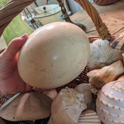 Great Collection of Rare, Intact Sea Shells