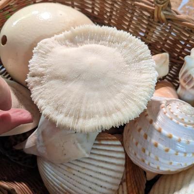 Great Collection of Rare, Intact Sea Shells