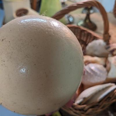 Great Collection of Rare, Intact Sea Shells