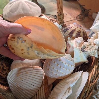 Great Collection of Rare, Intact Sea Shells