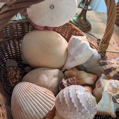 Great Collection of Rare, Intact Sea Shells