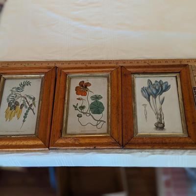 Set of 3 Vintage Plant Prints