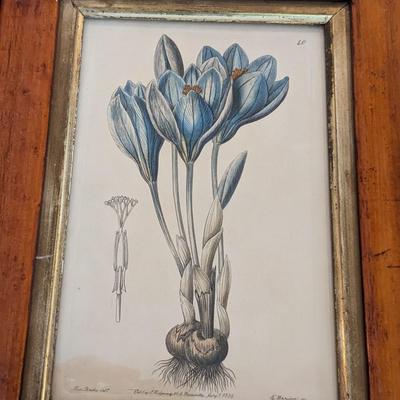 Set of 3 Vintage Plant Prints