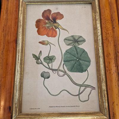 Set of 3 Vintage Plant Prints