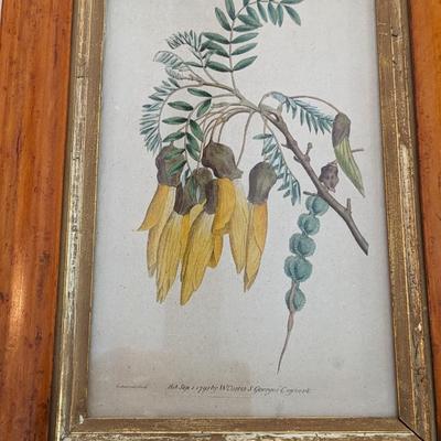 Set of 3 Vintage Plant Prints