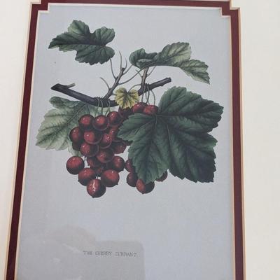 Set of 3 Vintage Plant Prints in Bamboo Frames