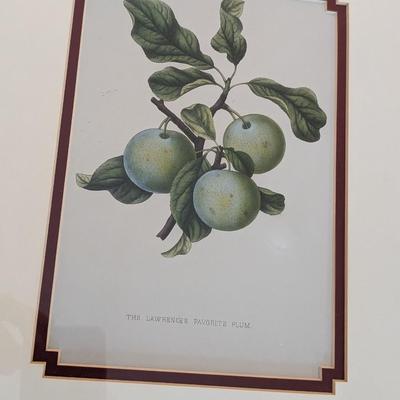 Set of 3 Vintage Plant Prints in Bamboo Frames