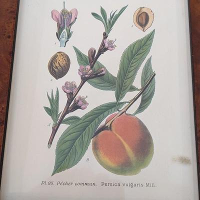 Lot of 4 Plant Prints in Various Frames