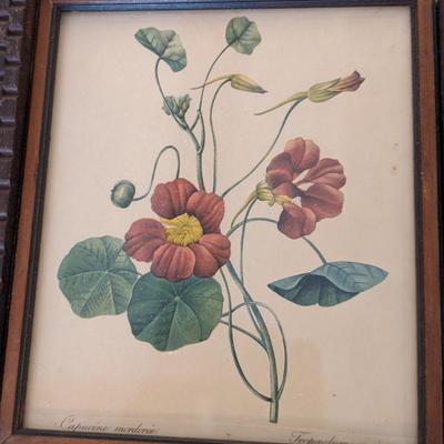 Lot of 4 Plant Prints in Various Frames