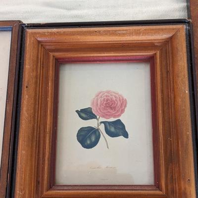 Lot of 4 Plant Prints in Various Frames