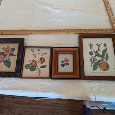 Lot of 4 Plant Prints in Various Frames