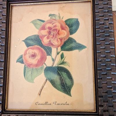 Lot of 4 Plant Prints in Various Frames