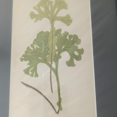 Set of 4 New Botanical Fern Prints, E. J. Lowe, 1867