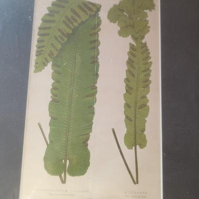Set of 4 New Botanical Fern Prints, E. J. Lowe, 1867