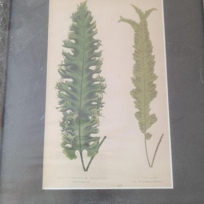 Set of 4 New Botanical Fern Prints, E. J. Lowe, 1867