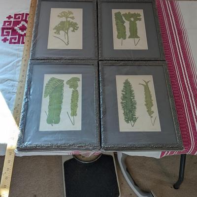 Set of 4 New Botanical Fern Prints, E. J. Lowe, 1867