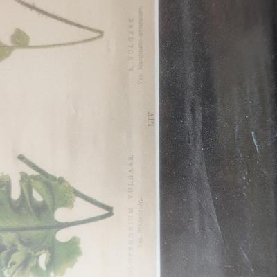 Set of 4 New Botanical Fern Prints, E. J. Lowe, 1867