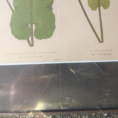 Set of 4 New Botanical Fern Prints, E. J. Lowe, 1867